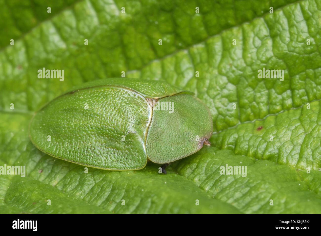 Tartaruga Verde Scarabeo (Cassida viridis) ben mimetizzata sulla foglia. Cabragh zone umide, Thurles, Tipperary, Irlanda. Foto Stock