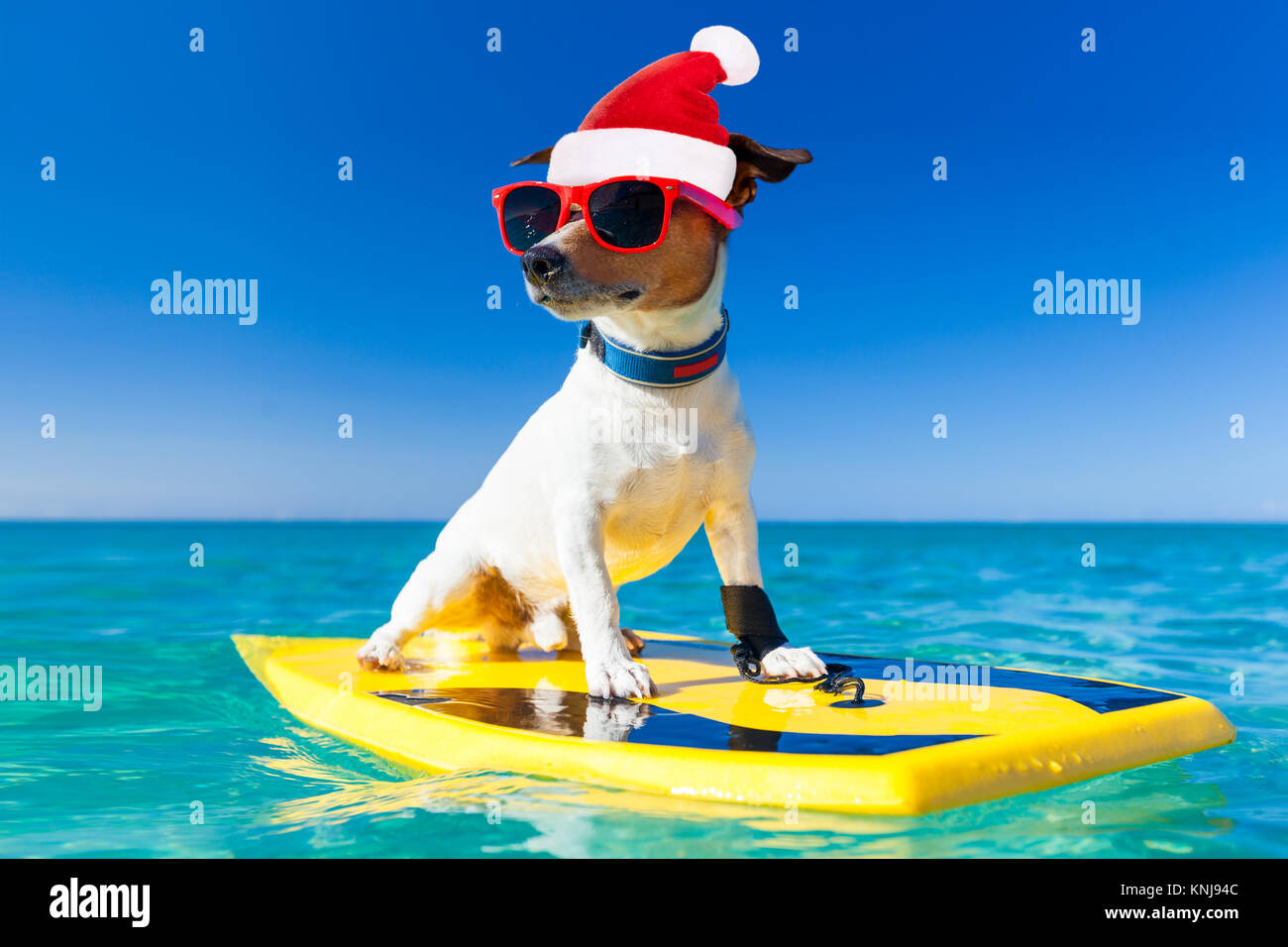 Santa Claus cane surf su una tavola da surf indossando occhiali da sole e Red Hat di Natale all'Ocean Shore in vacanza vacanze Foto Stock