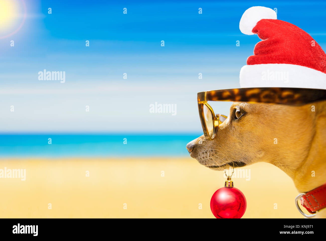 Chihuahua cane con Babbo Natale cane presso la spiaggia e l'oceano indossando occhiali da sole divertenti e Red Hat su estate vacanze di natale vacanze Foto Stock