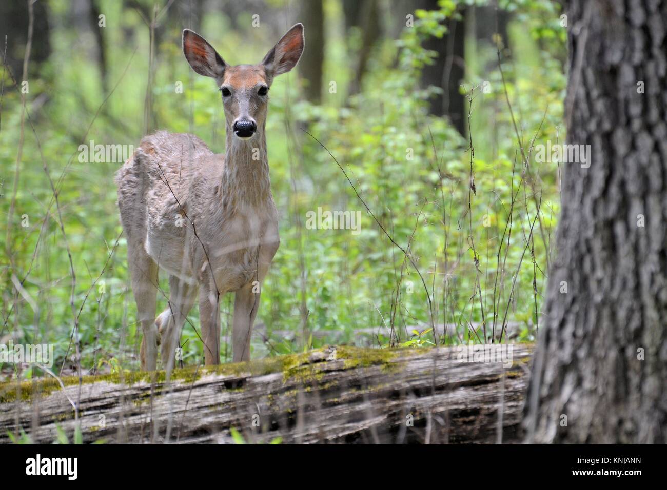 Cervi di avviso Foto Stock