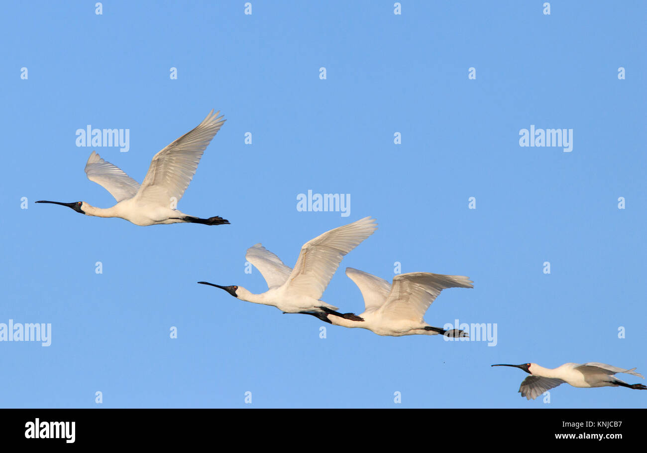 Un gregge di Royal spatole, Platalea regia, in volo con un cielo blu sullo sfondo Foto Stock