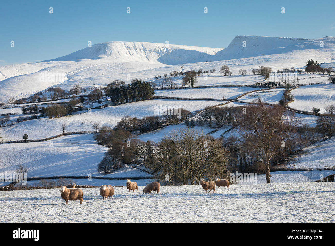 Paxton's Tower. Regno Unito. 11 dicembre, 2017. Pecore in un paesaggio innevato nell ovest del Parco Nazionale di Brecon Beacons, Galles Credito: Drew Buckley/Alamy Live News Foto Stock
