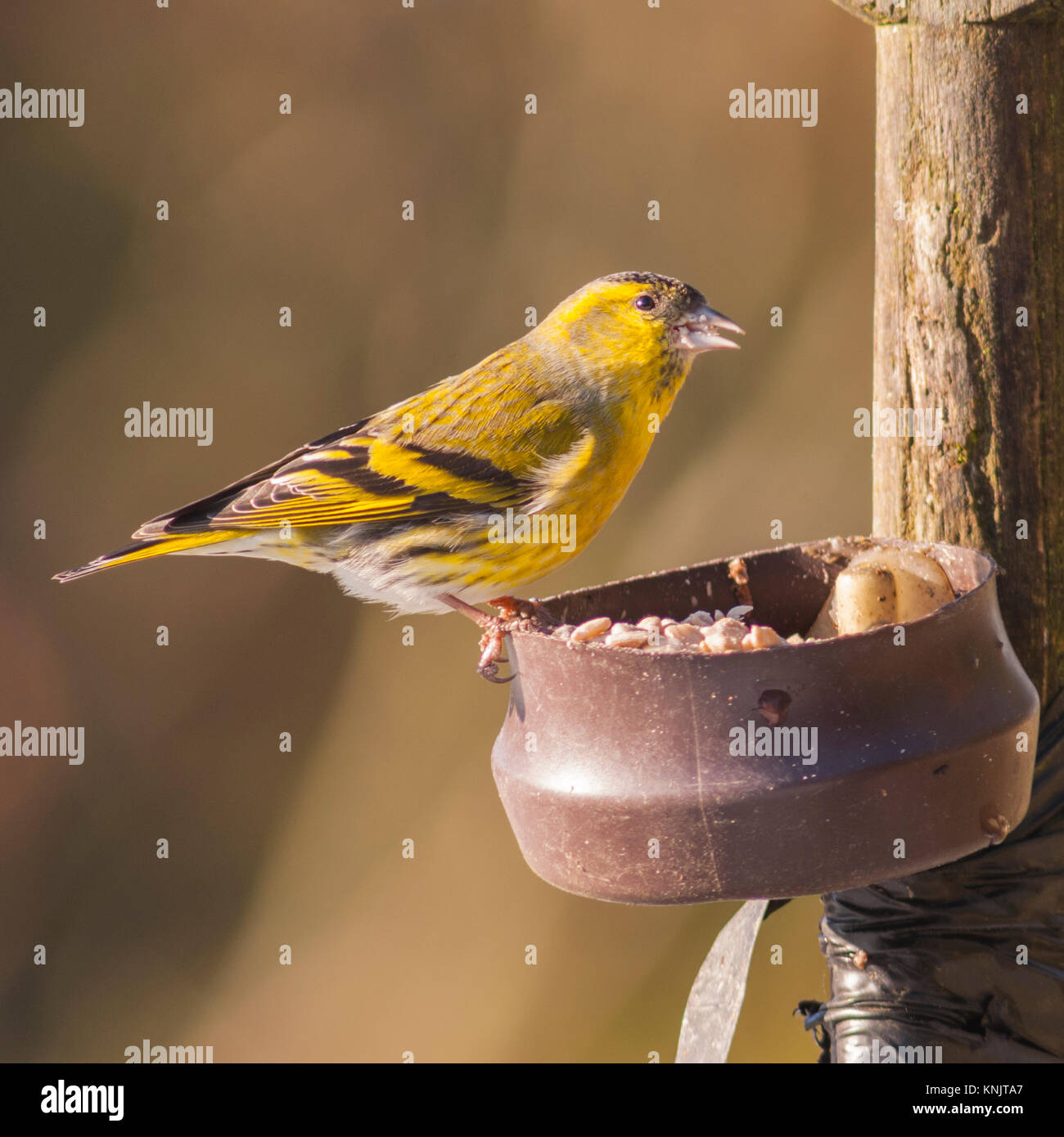 Norfolk, Inghilterra, Regno Unito. 12 Dic, 2017. Un Lucherino eurasiatico (Carduelis spinus) maschio adulto alimentazione nelle condizioni di congelamento in un giardino di Norfolk. Credito: Tim Oram/Alamy Live News Foto Stock