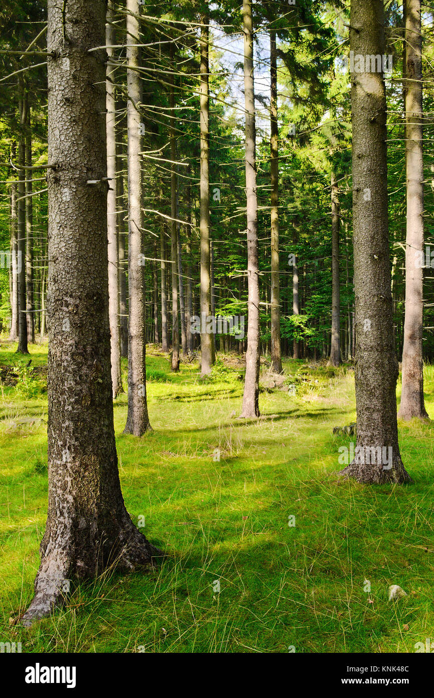 Tall Abete rosso picea abies alberi nel bosco. Abeti rossi crescono in evergreen la foresta di conifere in Owl Mountains Landscape Park, Sudetes, Polonia. Foto Stock