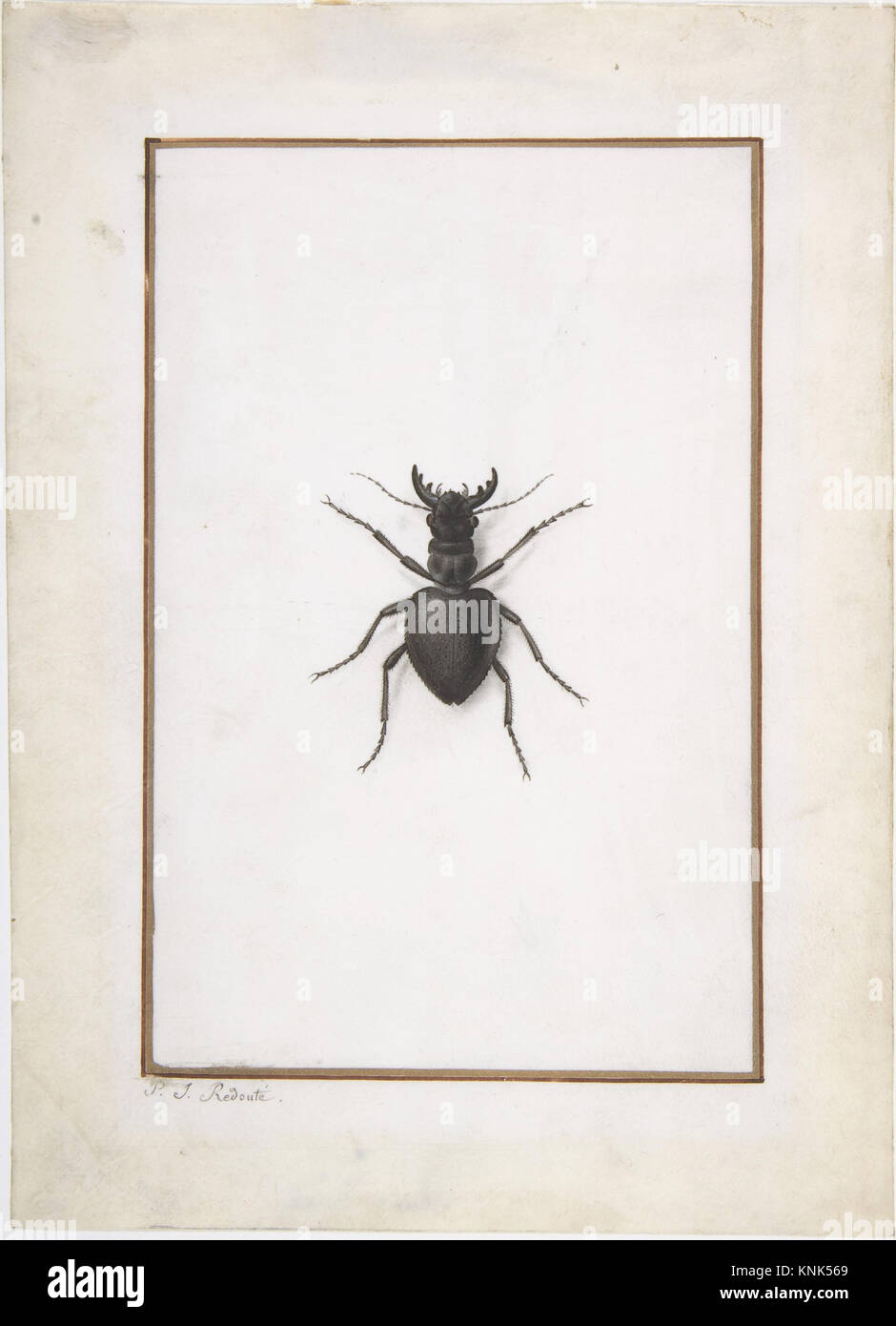 A Stag Beetle, disegno del pittore e botanico belga Pierre Joseph Redouté (1759-1840), Foto Stock