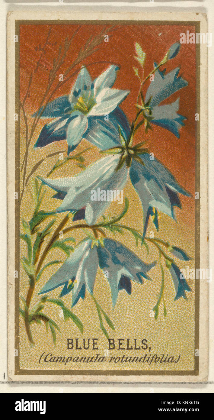 Bluebells (Campanula rotundifolia), dalla serie Flowers for Old Judge Cigarettes, Publisher: Issed by Goodwin & Company, Printer: George S. Harris & Sons (American, Philadelphia), 1890 Foto Stock