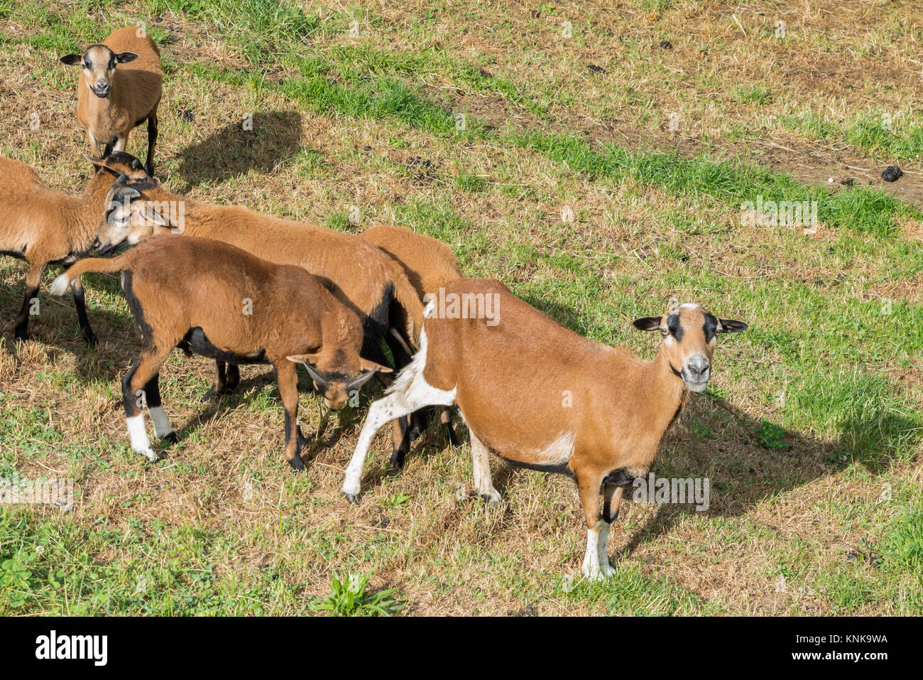Camerun pecore sul prato Foto Stock