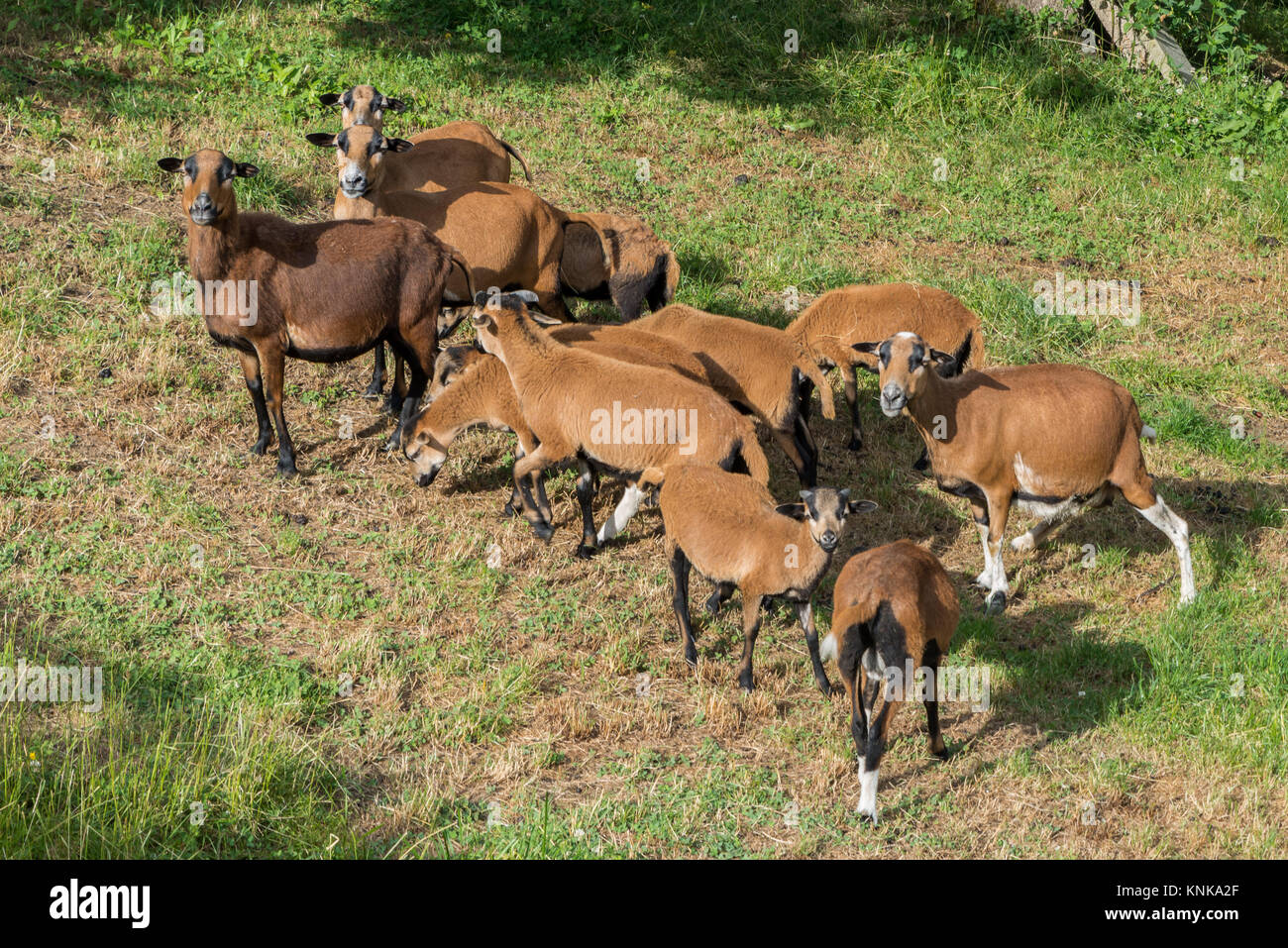 Camerun pecore sul prato Foto Stock