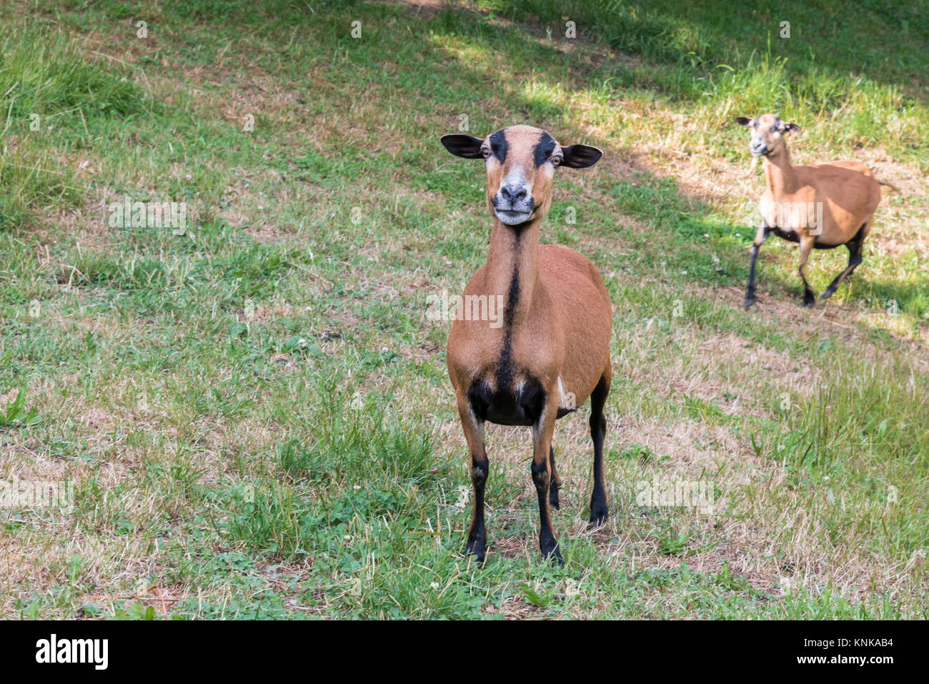 Camerun pecore sul prato Foto Stock