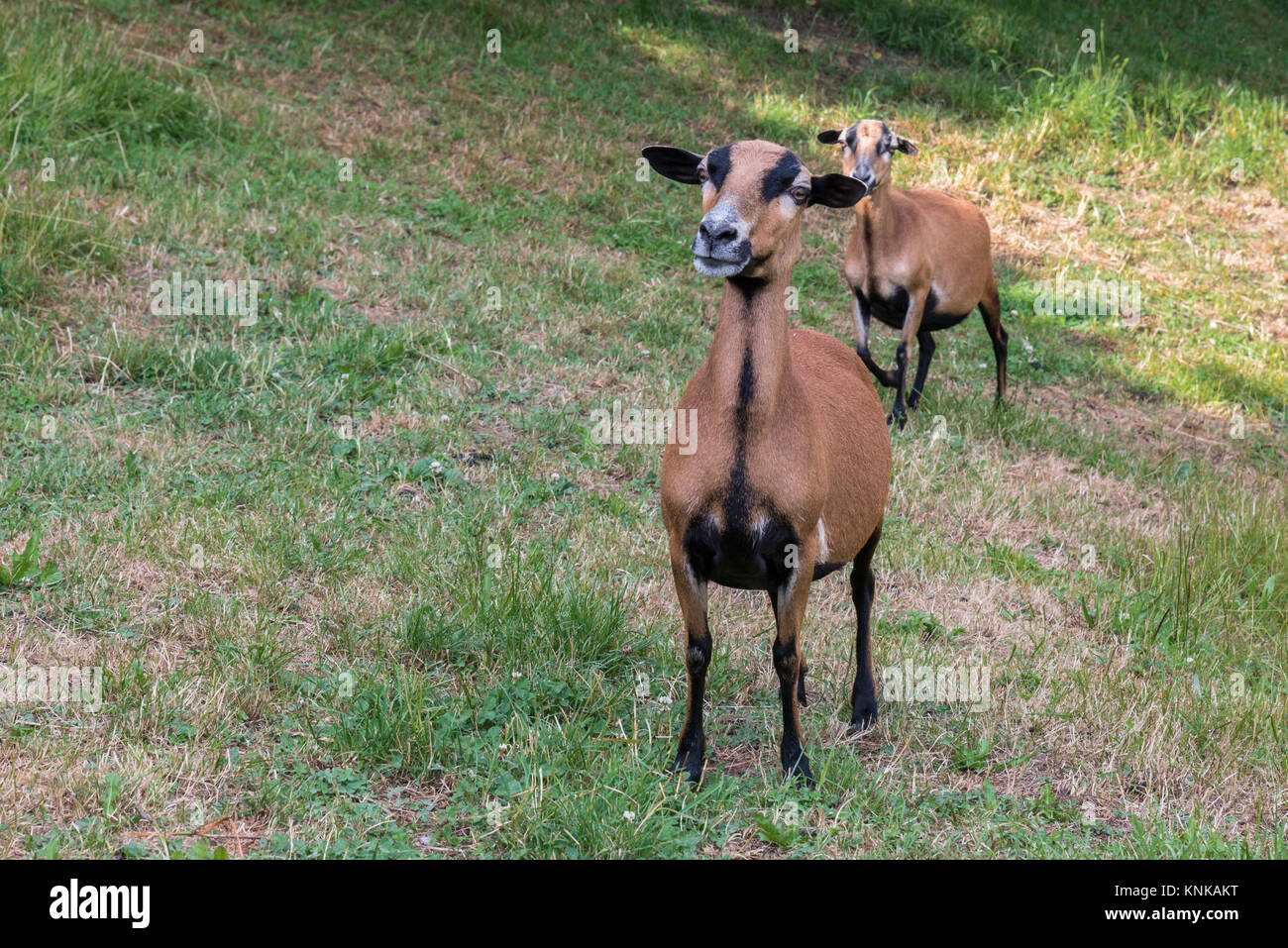 Camerun pecore sul prato Foto Stock