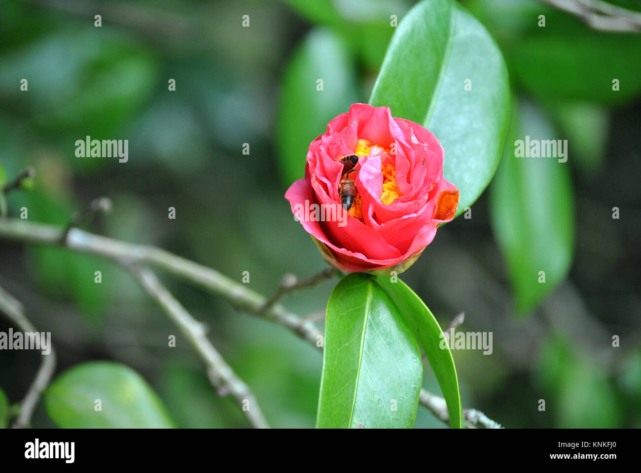 Pink Camellia catturato nel mezzo del processo di fioritura e con un paio di bombi alla ricerca di nettare all'interno del fiore. Foto Stock