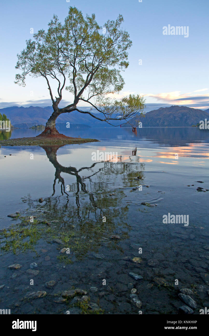 Che arriva a Wanaka albero nel Lago Wanaka Foto Stock