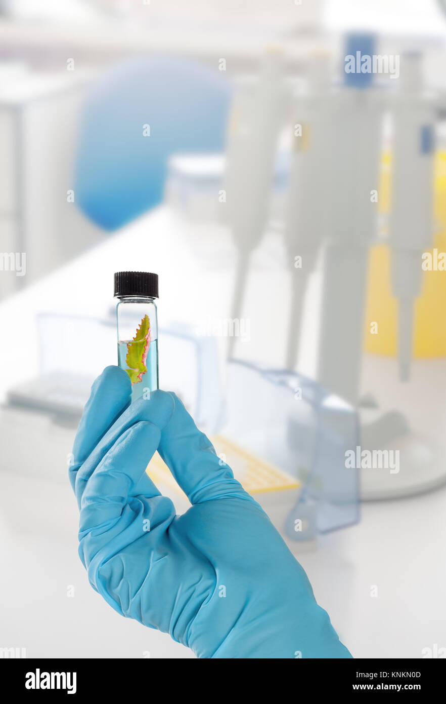 Impianto esemplare in mani guantate, amplificazione di DNA strumenti fuori fuoco, spazio di testo Foto Stock