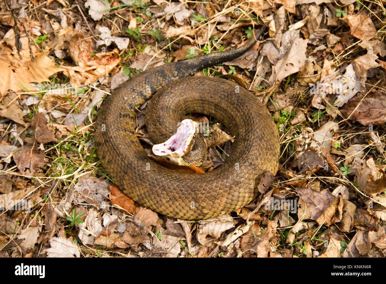 Cottonmouth snake (Agkistrodon piscivorus) che mostra la minaccia classico comportamento di visualizzazione Foto Stock