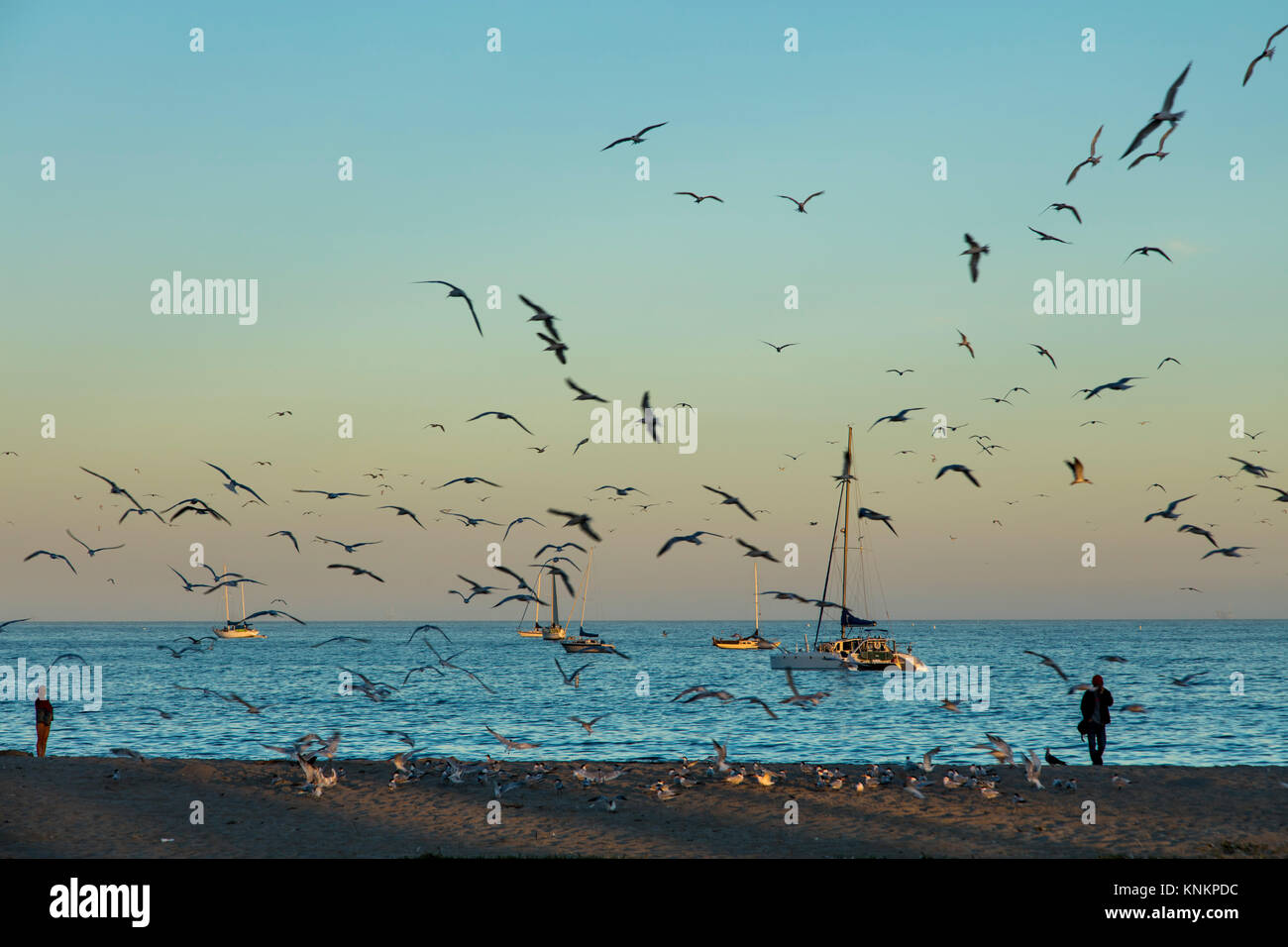 Seascape fetta di vita lungo la spiaggia di Santa Barbara in California. Gabbiani volano selvaggiamente mentre barche a vela e catamarano rimanga inutilizzata nell'oceano tranquillo w Foto Stock
