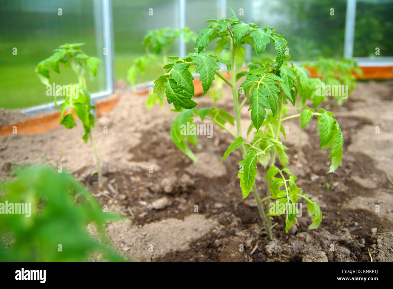 I germogli di patata in giardino.ritratto all'aperto Foto Stock