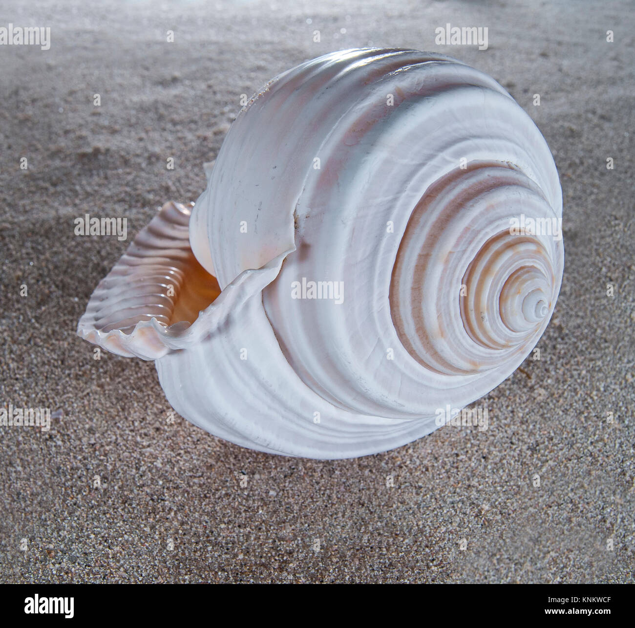 Conchiglia di mare sulla sabbia Foto Stock