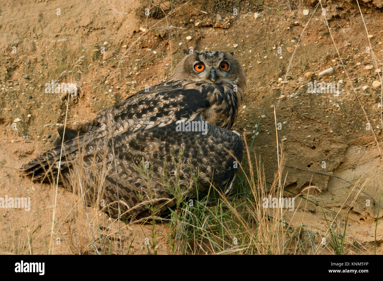 Gufo reale / Europaeischer Uhu ( Bubo bubo ), giovani bird, aggredito dai corvi, in difensiva pongono, sembra ansioso, fauna selvatica, l'Europa. Foto Stock