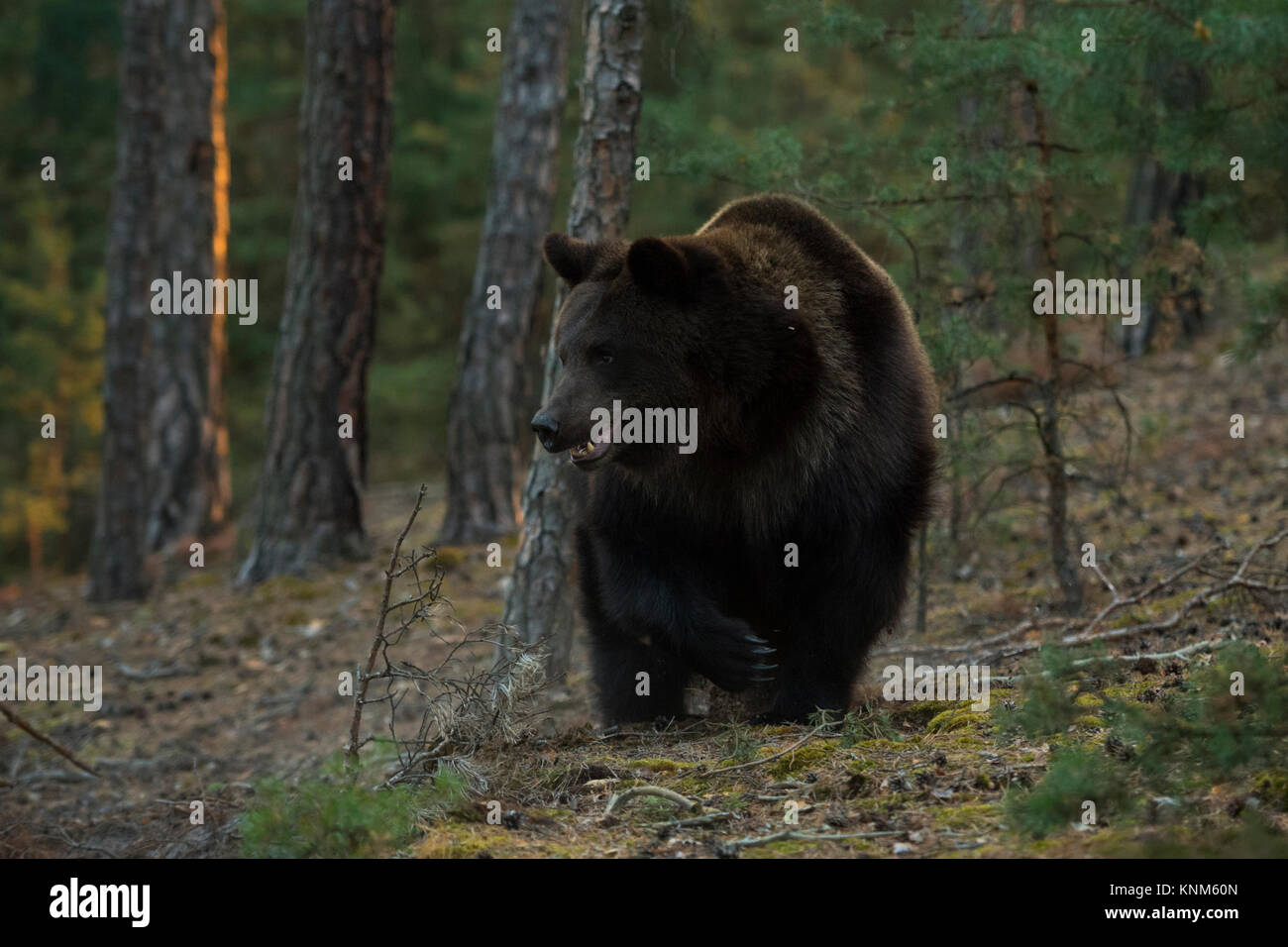 Unione orso bruno / Braunbaer ( Ursus arctos ), forte e potente adulto, passeggiate attraverso boschi boreale, proveniente da vicino prima la luce del mattino, l'Europa. Foto Stock