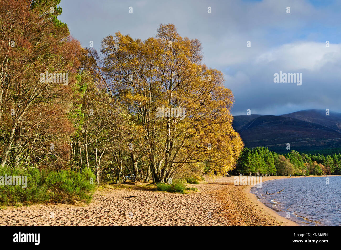 Colorato fogliame di autunno su alberi illuminata da un sole luminoso, in corrispondenza del bordo della spiaggia sabbiosa a Loch Morlich, Glenmore, Cairngorms, Highlands Scozzesi. Foto Stock