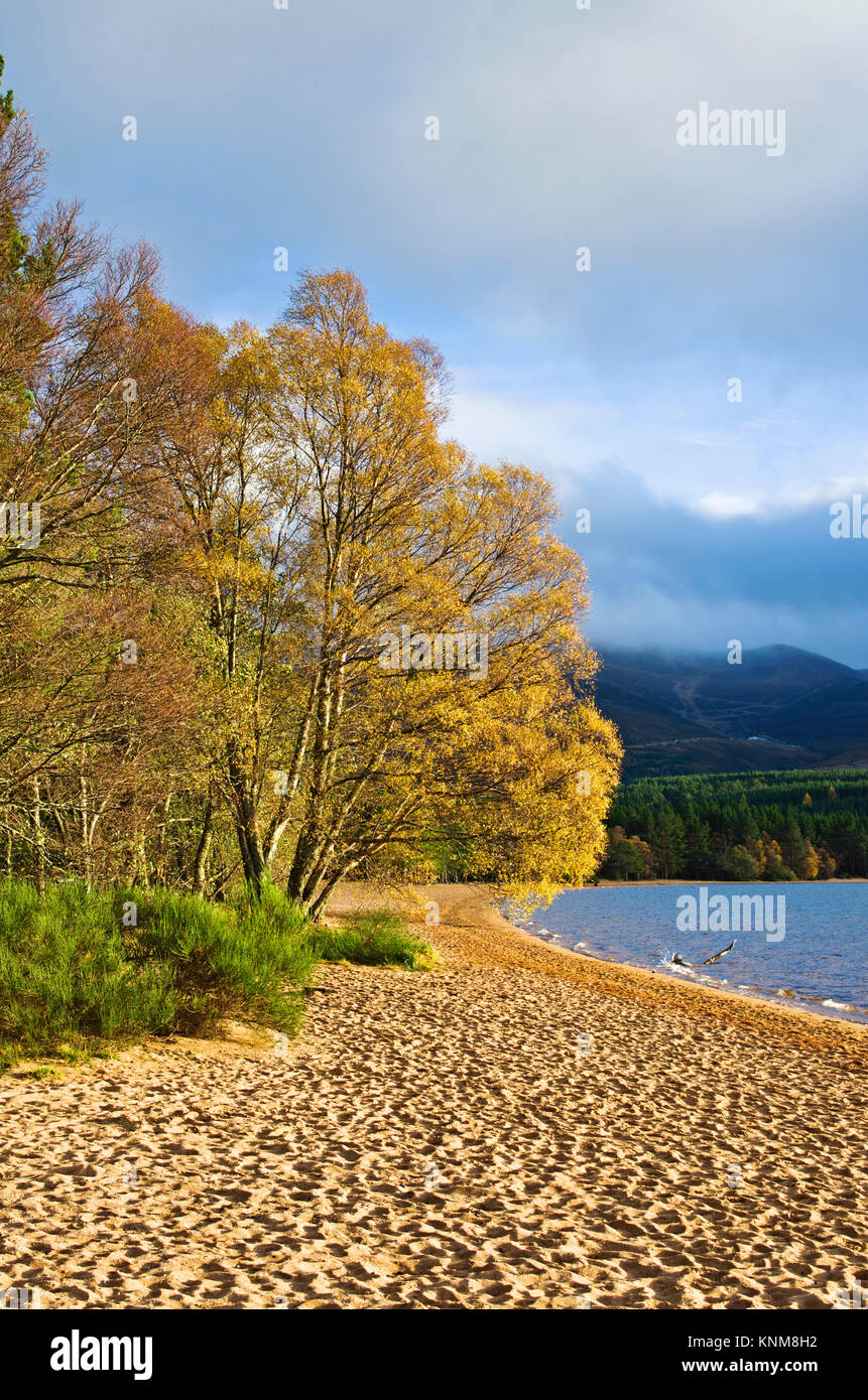 Colorato fogliame di autunno su alberi illuminata da un sole luminoso, in corrispondenza del bordo della spiaggia sabbiosa a Loch Morlich, Glenmore, Cairngorms, Highlands Scozzesi. Foto Stock