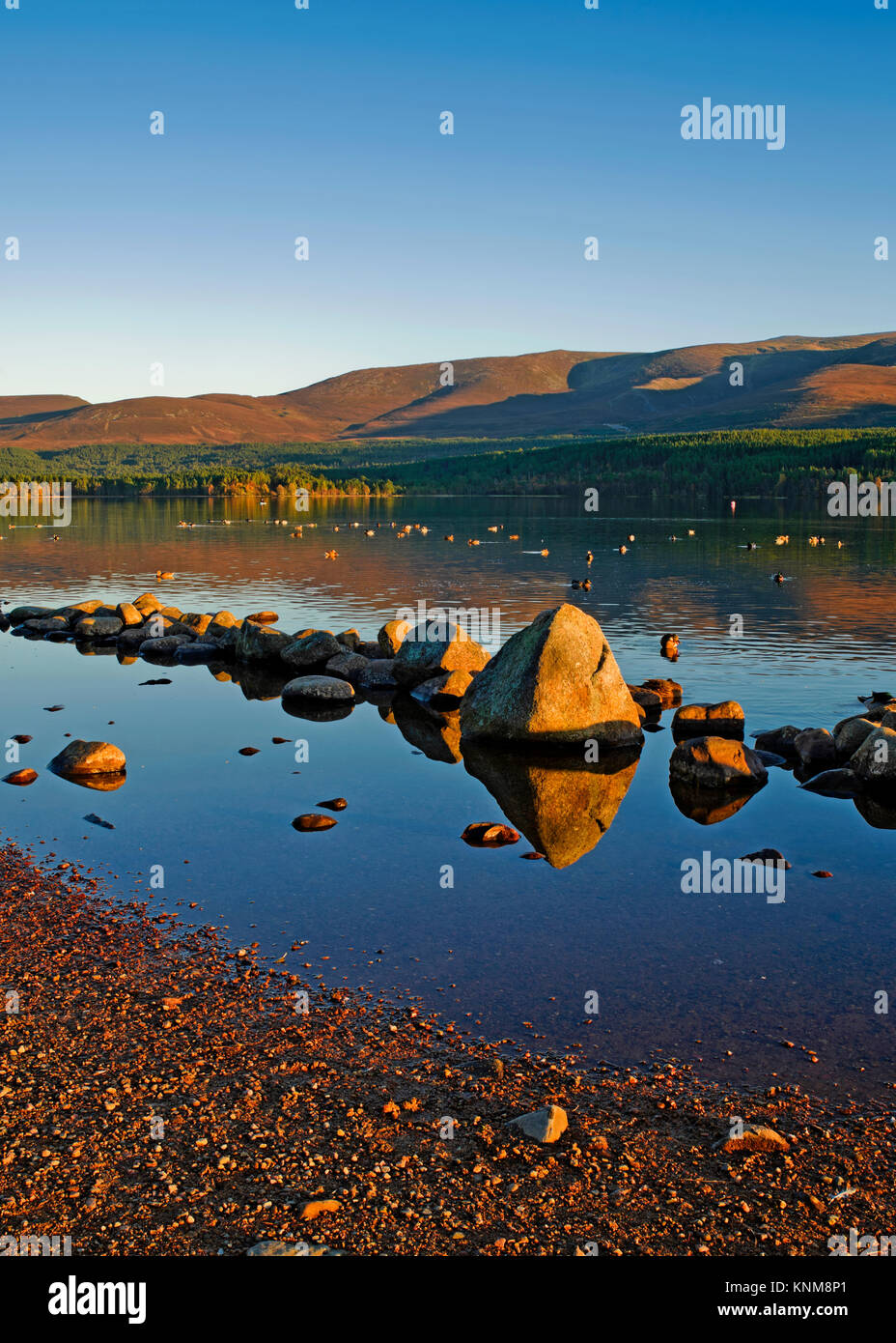 Riflessioni sul Loch Morlich, Cairngorms National Park, Highlands della Scozia, su una tranquilla e soleggiata pomeriggio autunnale Foto Stock