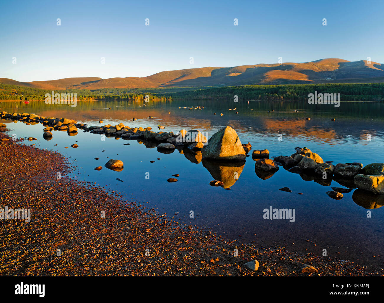 Riflessioni sul Loch Morlich, Cairngorms National Park, Highlands della Scozia, su una tranquilla e soleggiata pomeriggio autunnale Foto Stock