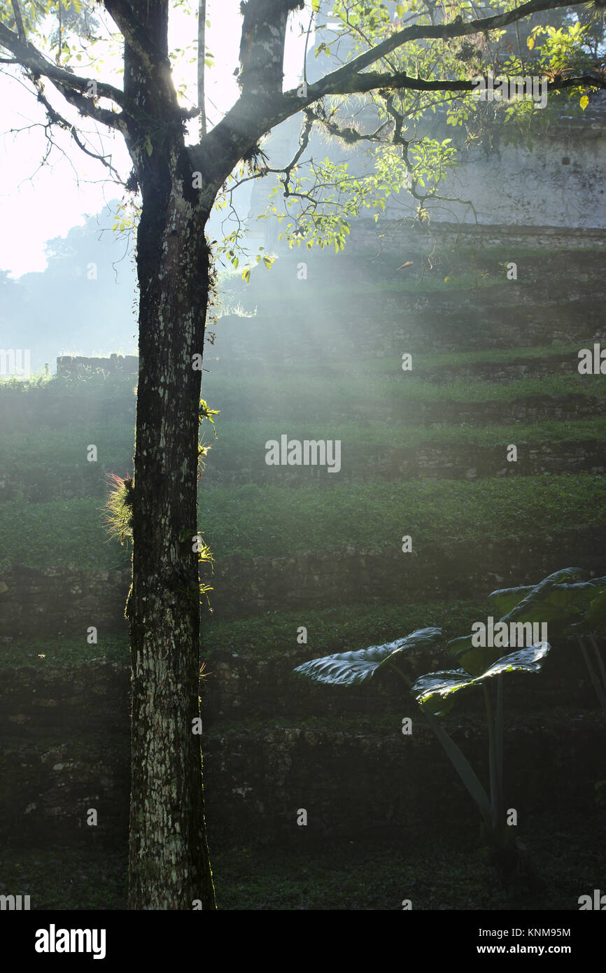 Palenque, templi del gruppo trasversale nella luce del mattino, Chiapas, Messico Foto Stock