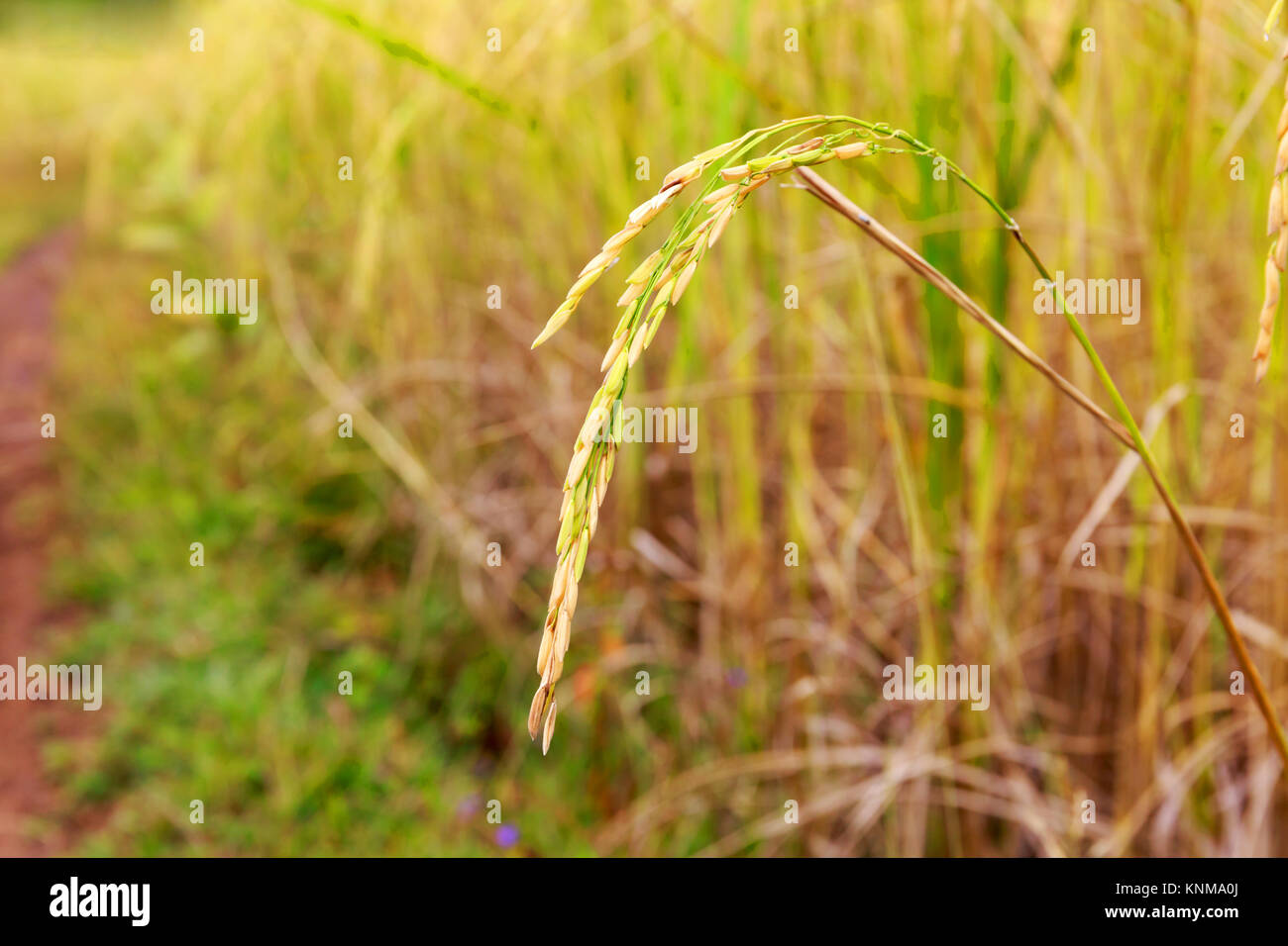 Il risone campo vicino con grana di riso sulla sua levetta. Foto Stock