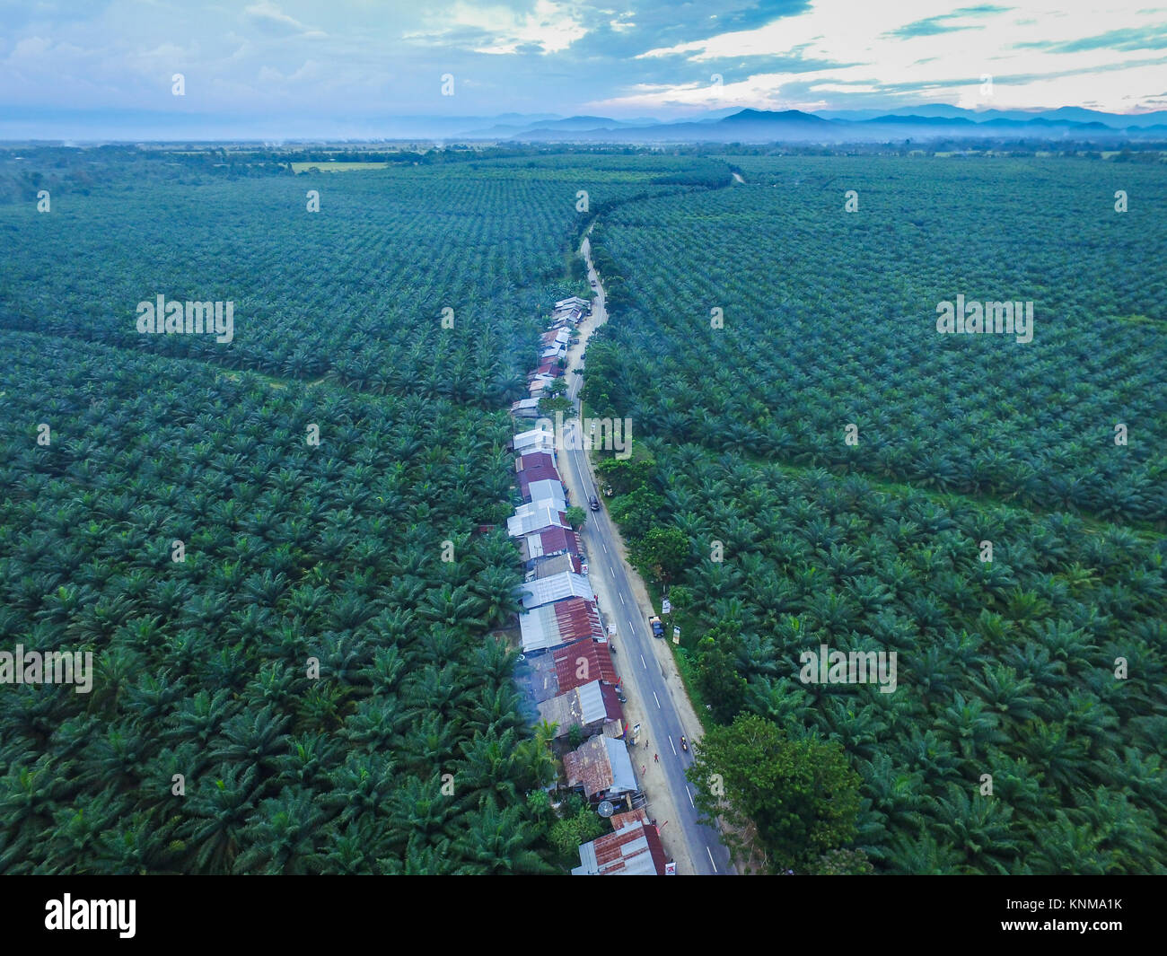 Olio di palma piantagione della reggenza di Luwu Timur, Sud di Sulawesi - Indonesia in aerial drone di punto di vista. Foto Stock