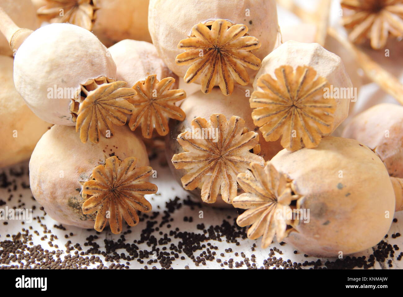 Salvataggio del seme di papavero. Raccolta di semi da teste di papavero secco fiore di Papaver sniferum Foto Stock