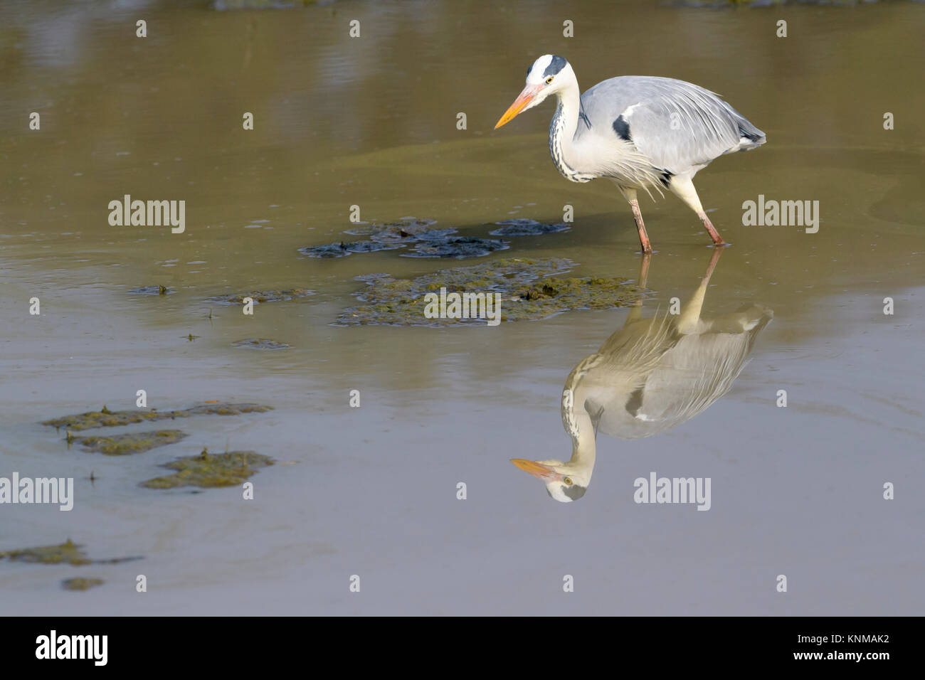 Airone cinerino (Ardea cinerea), foraggio per i prodotti alimentari con la riflessione, Mountain Zebra National Park, Sud Africa Foto Stock