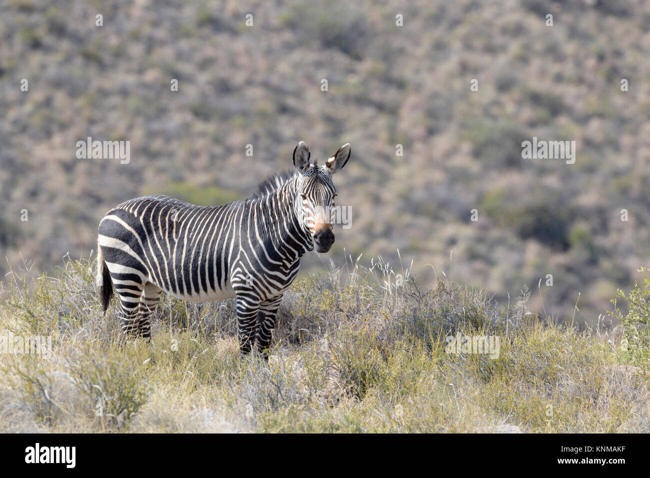 Mountain Zebra (Equus zebra) in piedi nella prateria, Mountain Zebra National Park, Sud Africa Foto Stock