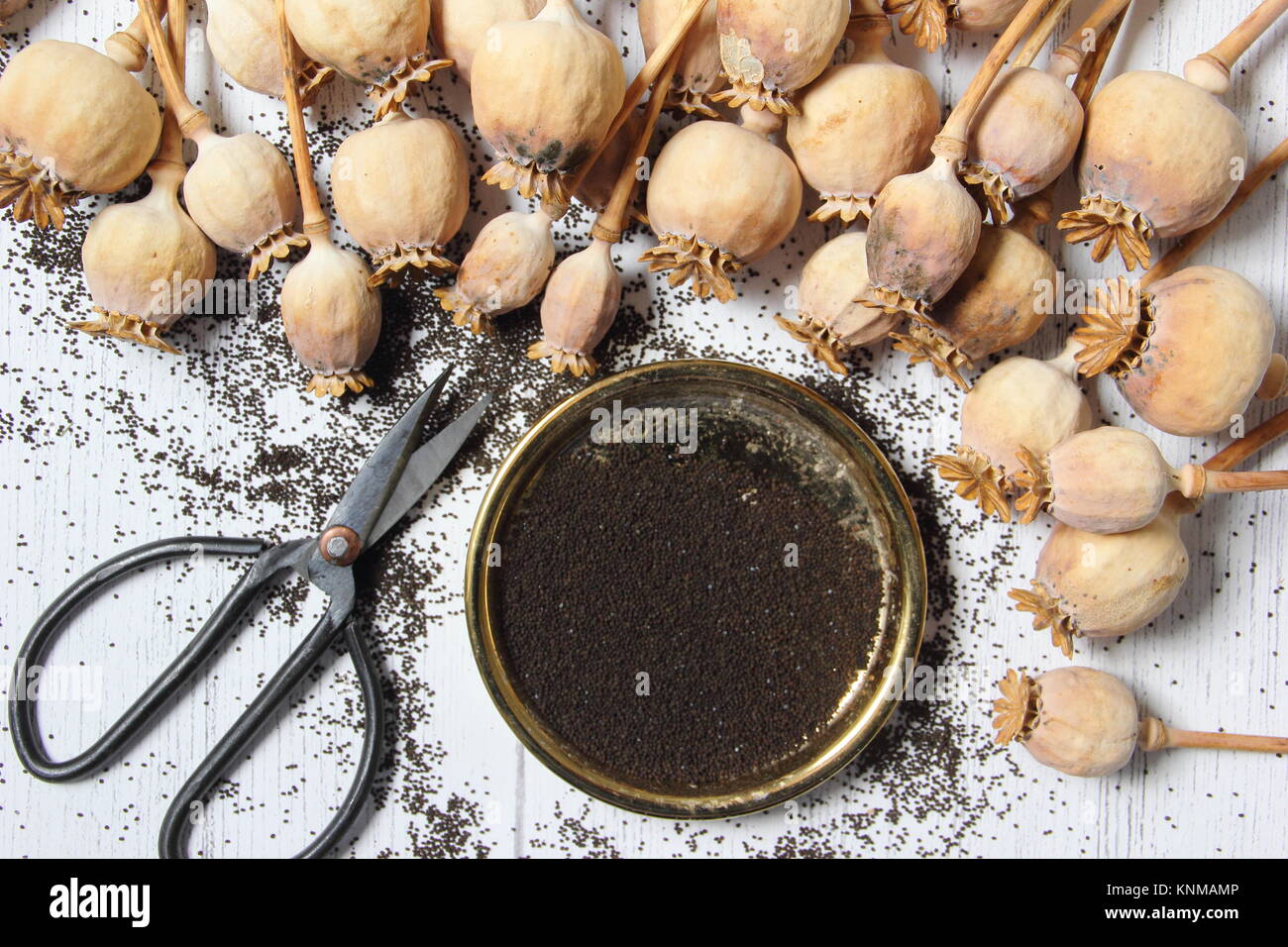 La raccolta di semi di papavero (Papaver somniferum), da seme essiccato teste per lo spazio di archiviazione su inverno, REGNO UNITO Foto Stock