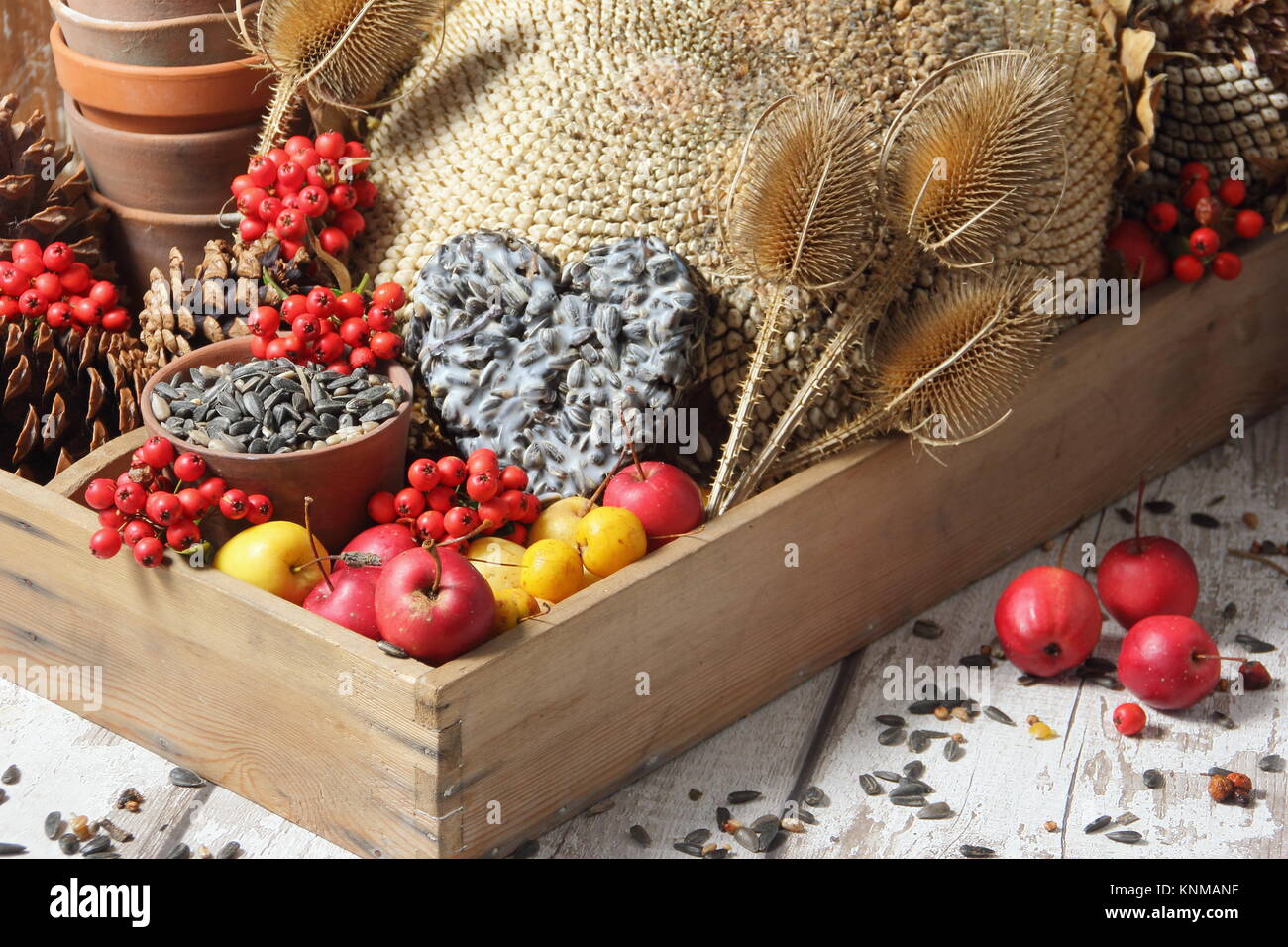Bird di cibo a buffet ingredienti inclusi granchi mele, semi di girasole, teasel teste di seme, pyracantha bacche e una torta suet, raccolte in un vassoio di legno Foto Stock