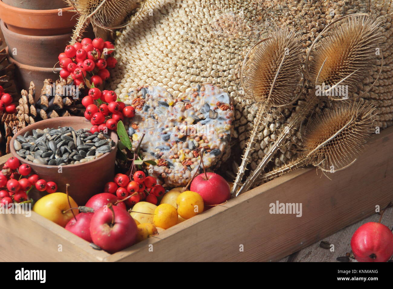 Bird di cibo a buffet ingredienti inclusi granchi mele, semi di girasole, teasel teste di seme, pyracantha bacche e una torta suet, raccolte in un vassoio di legno Foto Stock