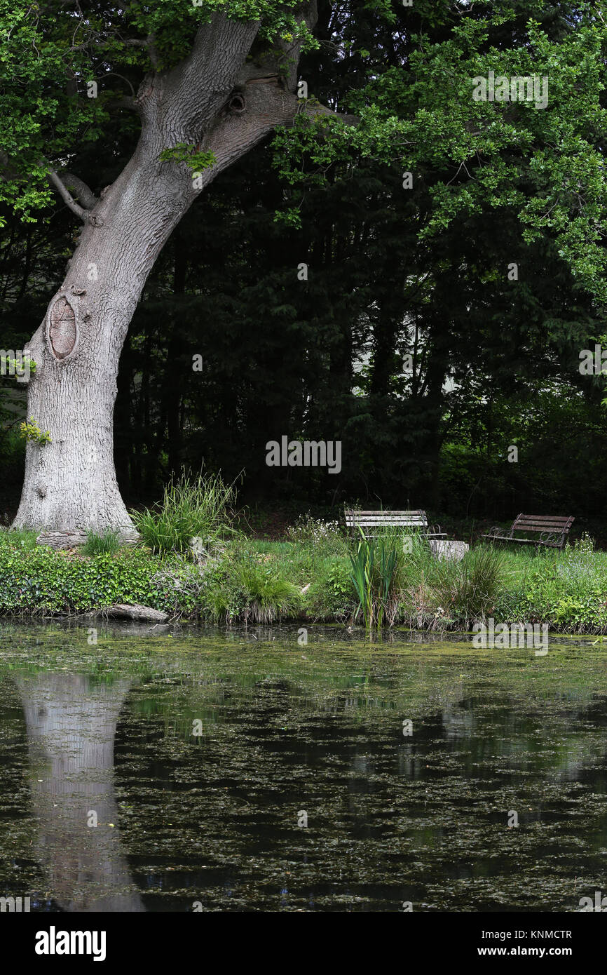 Albero di quercia e panche da un lago nel Somerset, Regno Unito Foto Stock
