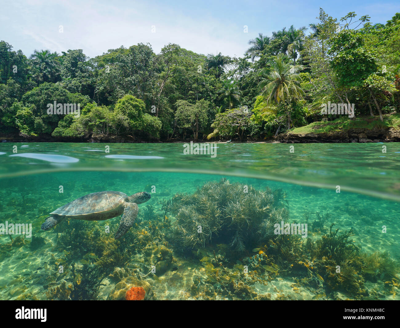 Al di sopra e al di sotto della superficie del mare e lussureggiante costa tropicale con corallo e una tartaruga verde subacquea, Mar dei Caraibi e America centrale Foto Stock