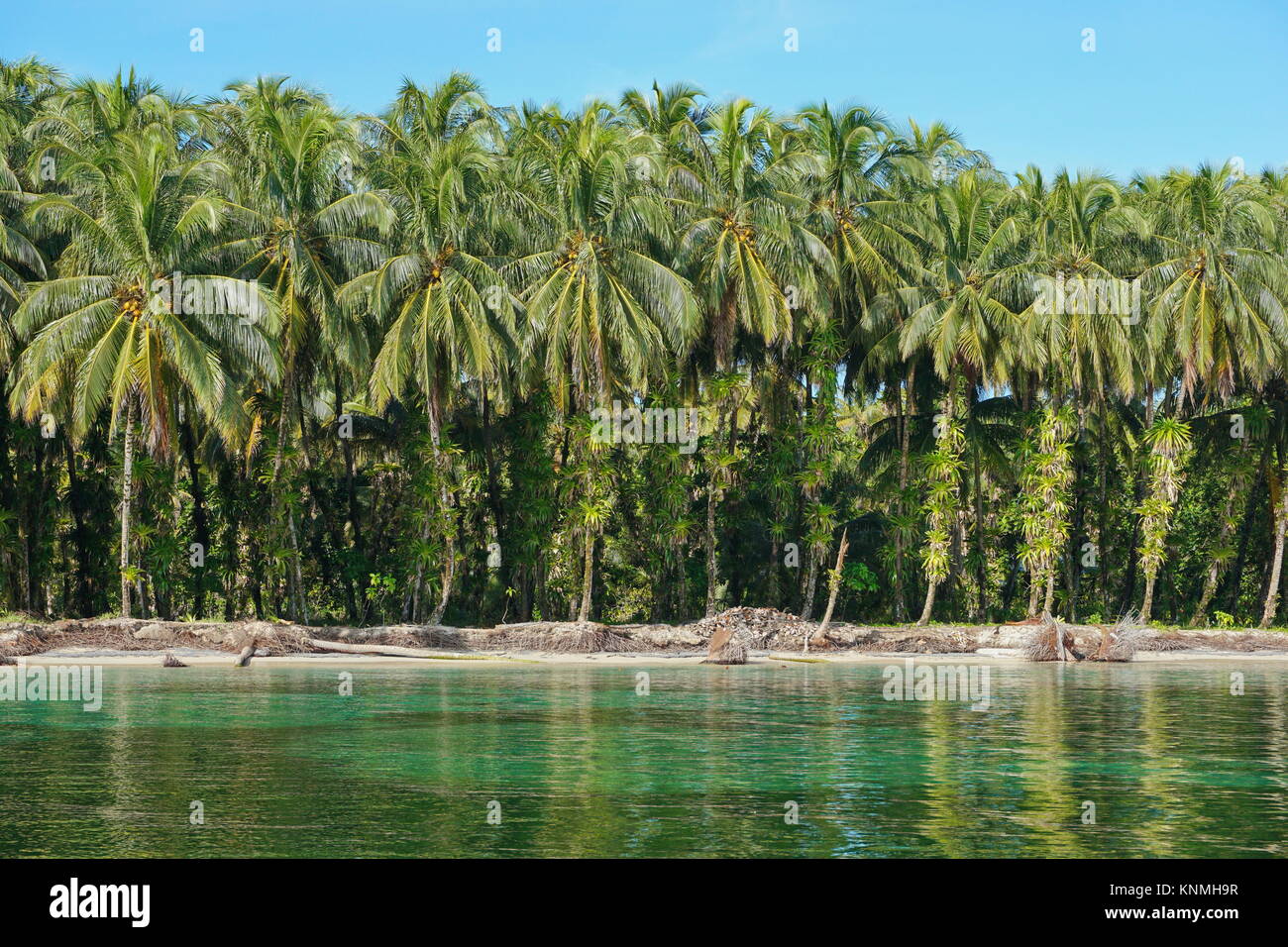 Costa Tropicale palme di cocco con gli epifiti sui loro tronchi, Mar dei Caraibi, America centrale e di Panama, Bocas del Toro Foto Stock