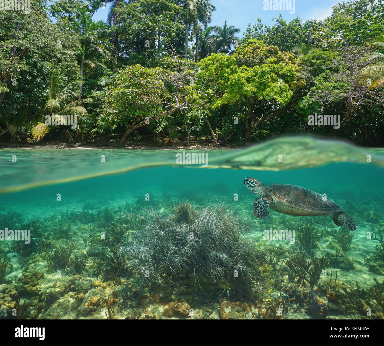 Selvatica costa tropicale al di sopra e al di sotto della superficie dell'acqua con una tartaruga verde e coralli molli, subacqueo il mare dei Caraibi Foto Stock