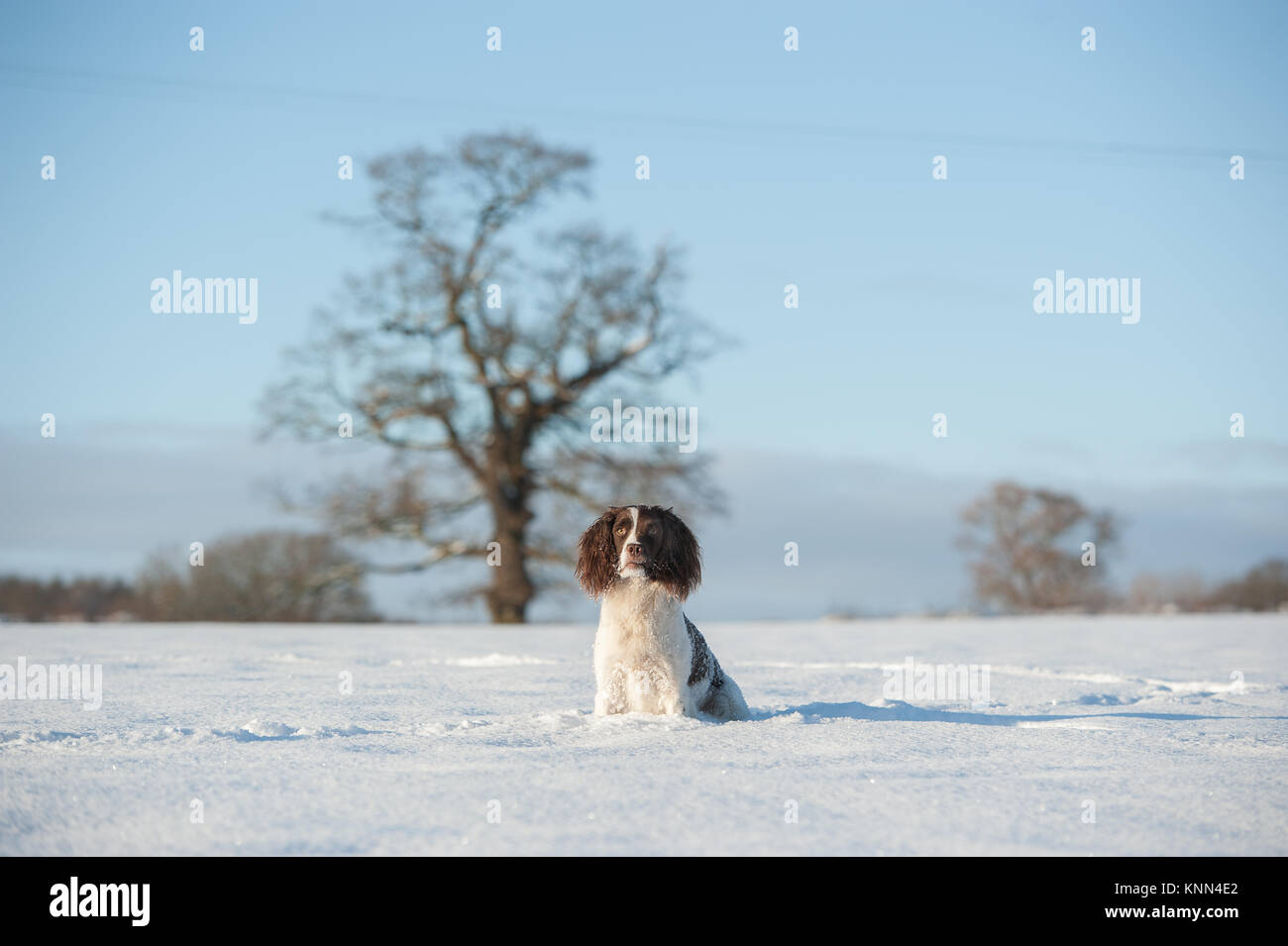 Springer Spaniel nella neve Foto Stock