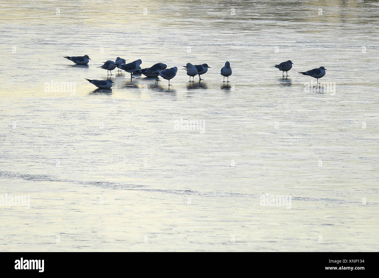 Gli uccelli a piedi sul ghiaccio a Chew Valley Lake, Somerset, come la Gran Bretagna ha avuto la sua notte più freddi dell'anno con vaste aree del paese che cadono al di sotto di congelamento - con ai -13 °C (8.6F) registrate nello Shropshire. Foto Stock