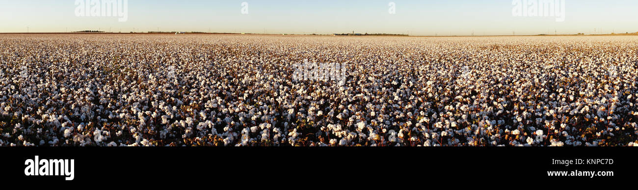 Piante di cotone vengono visualizzati in file ordinate su una piantagione di Texas in questa lunga composizione panoramica Foto Stock