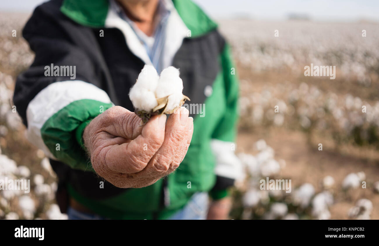 Il cotone è di essere asciutto al raccolto, qui un agricoltore mostra il suo raccolto con orgoglio Foto Stock