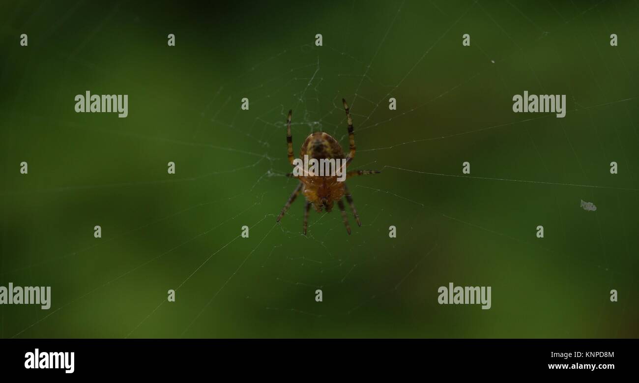 Un ragno seduto al centro di un web, vista del lato inferiore della crociera. Foto Stock