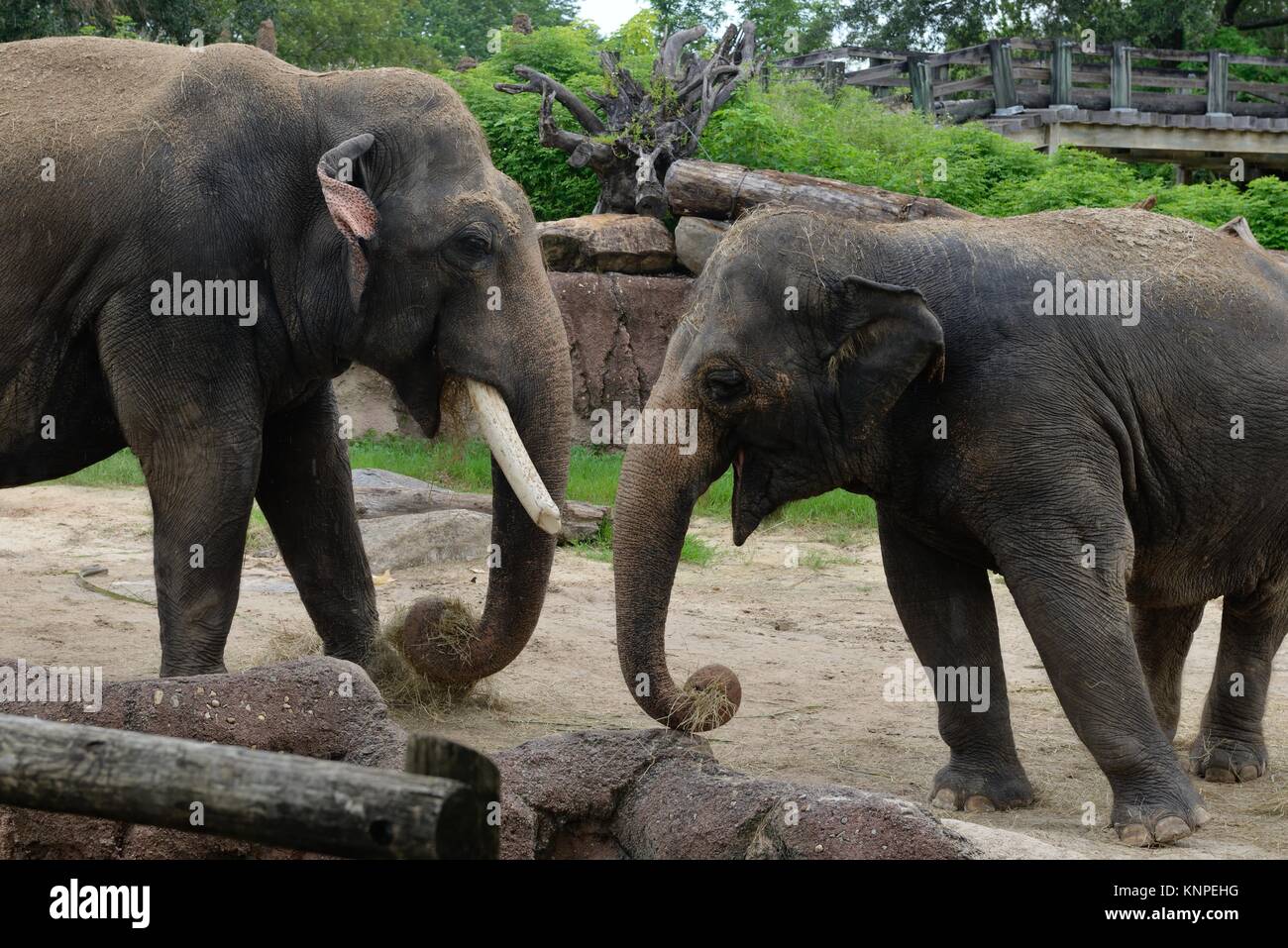 Due captive elefanti asiatici (Elephas maximus) al Busch Gardens Tampa, Florida, Stati Uniti d'America Foto Stock