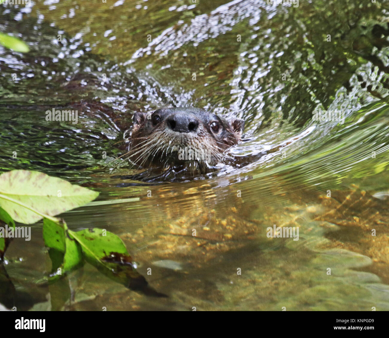 Nord America Lontra di fiume nel suo habitat nuoto a Homosassa Springs State Wildlife Park in Florida Foto Stock