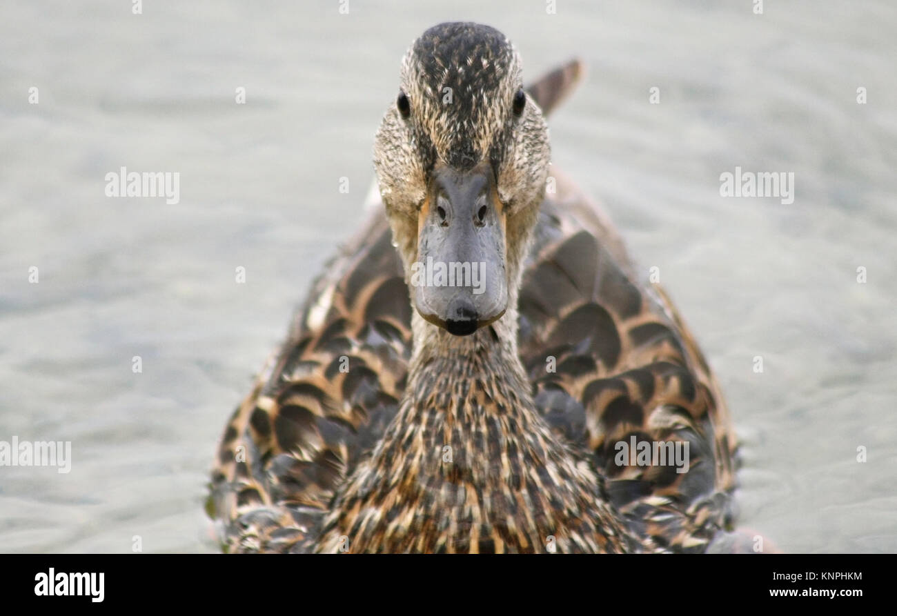 Mallard duck nuoto femminile su acque calme e guardando alla fotocamera Foto Stock