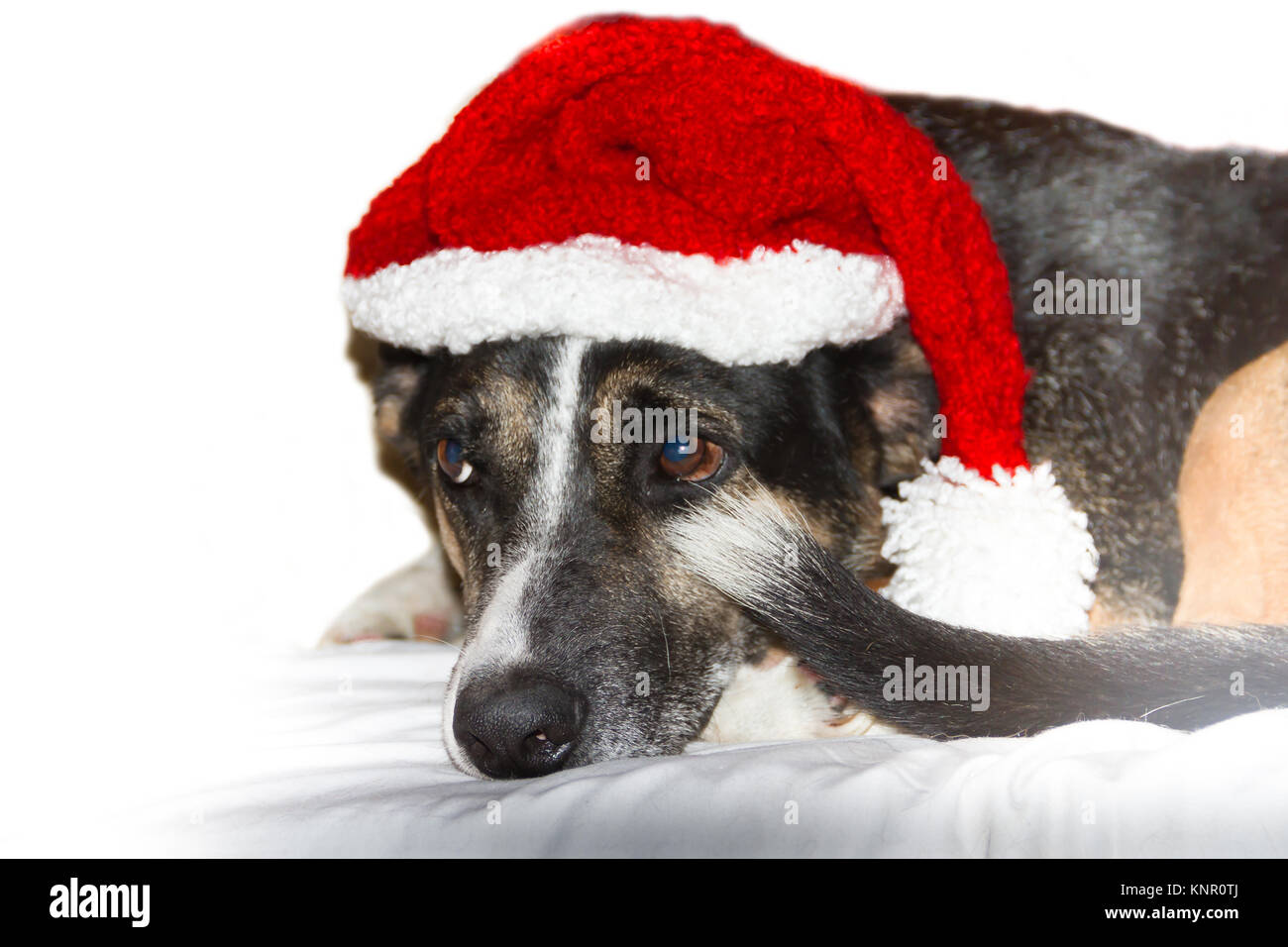 Mongrel dog con natale elf hat su sfondo bianco Foto Stock