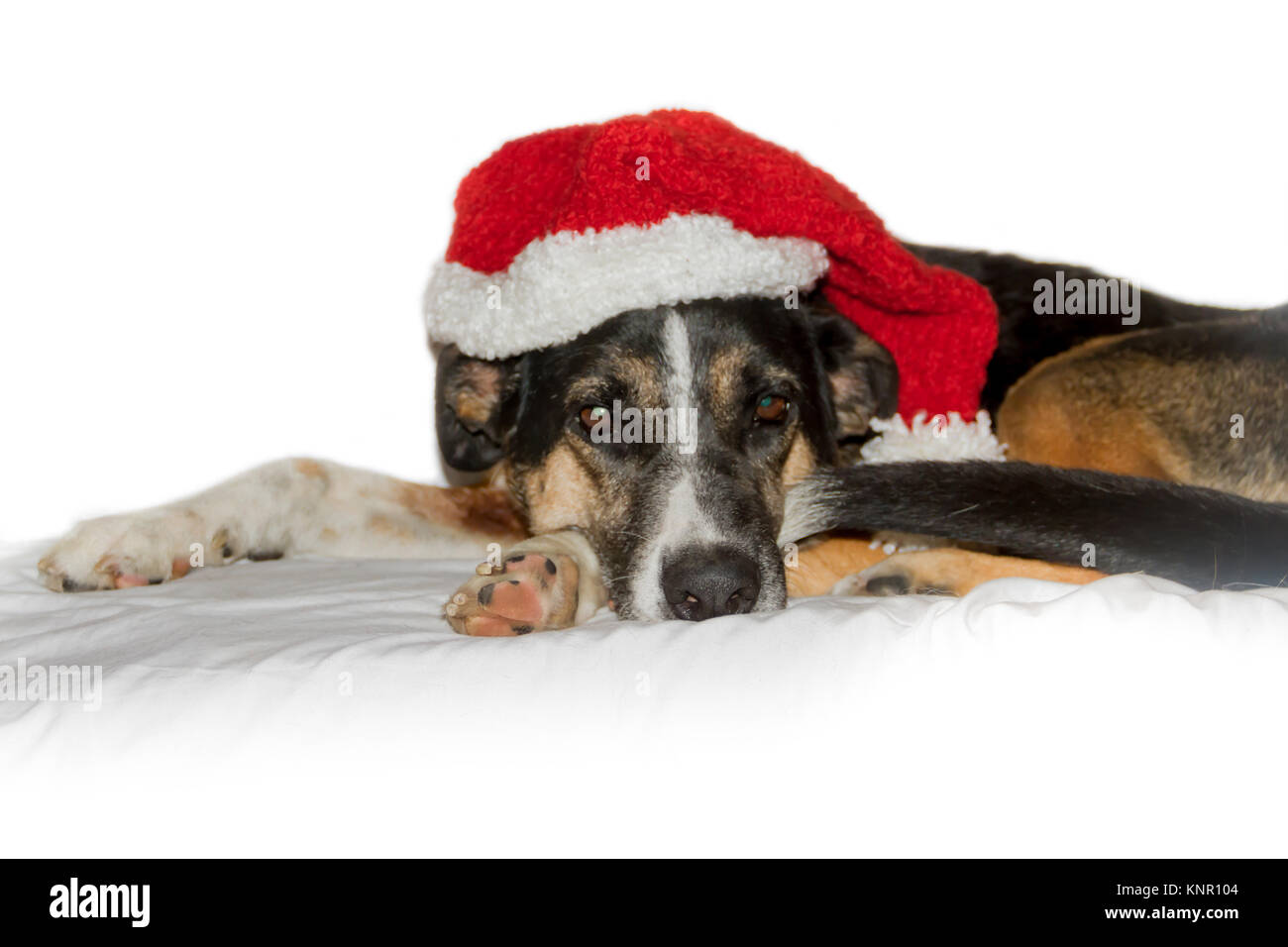 Mongrel dog con natale elf hat su sfondo bianco Foto Stock